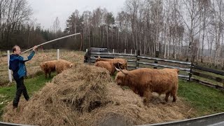 Sprzedaż byka do nowej hodowli. Vlog z farmy #45