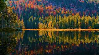 Golden Fall | Tranquil Lake with Soothing Guitar and Subtle Water Ripples