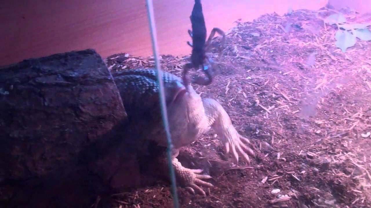 tarantula spider Savannah Monitor Lizard Eats Scorpion