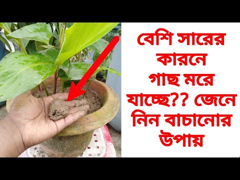 ভিডিও: আমি কত সার মাটির সাথে মেশাব?