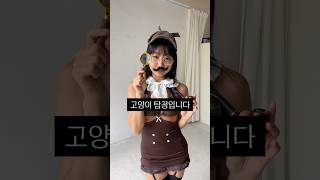 🐱meow cat detective