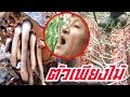 เพรียงไม้ อาหารดัง หากินยากราคาแพงเวอร์!!
