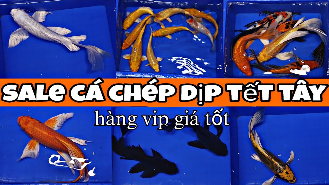 SALE CÁC DÒNG CÁ CHÉP DỊP TẾT TÂY...