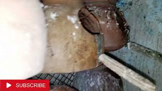 Celebrity Java & Finches Ki Colony Main Matki Lga De || Java Spearow Breeding Start @Havenandhaven Net Worth
