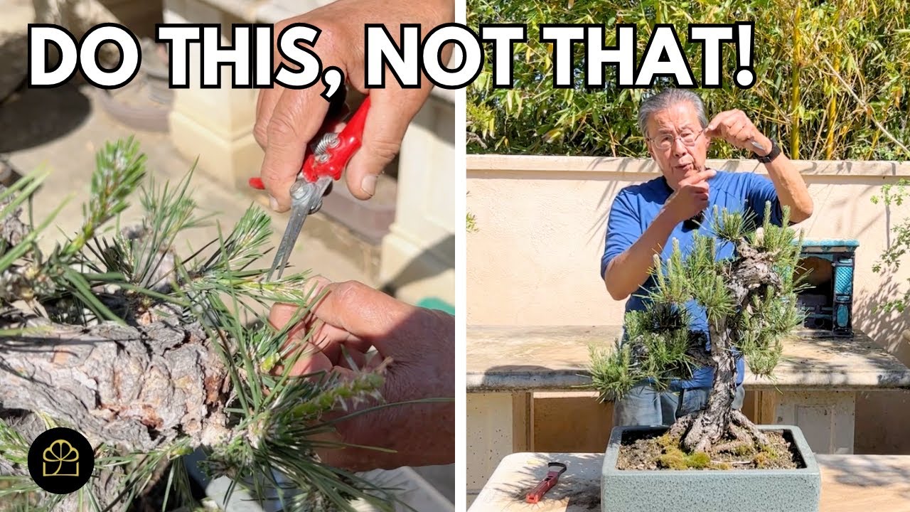 Сделайте это, чтобы сохранить ваш бонсай из японской черной сосны живым и здоровым