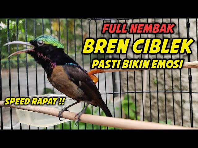 PANCINGAN KONIN GACOR FULL ISIAN BREN CIBLEK AK-47, DIJAMIN COCOK BUAT MASTERAN KOLIBRI NINJA BAHAN class=