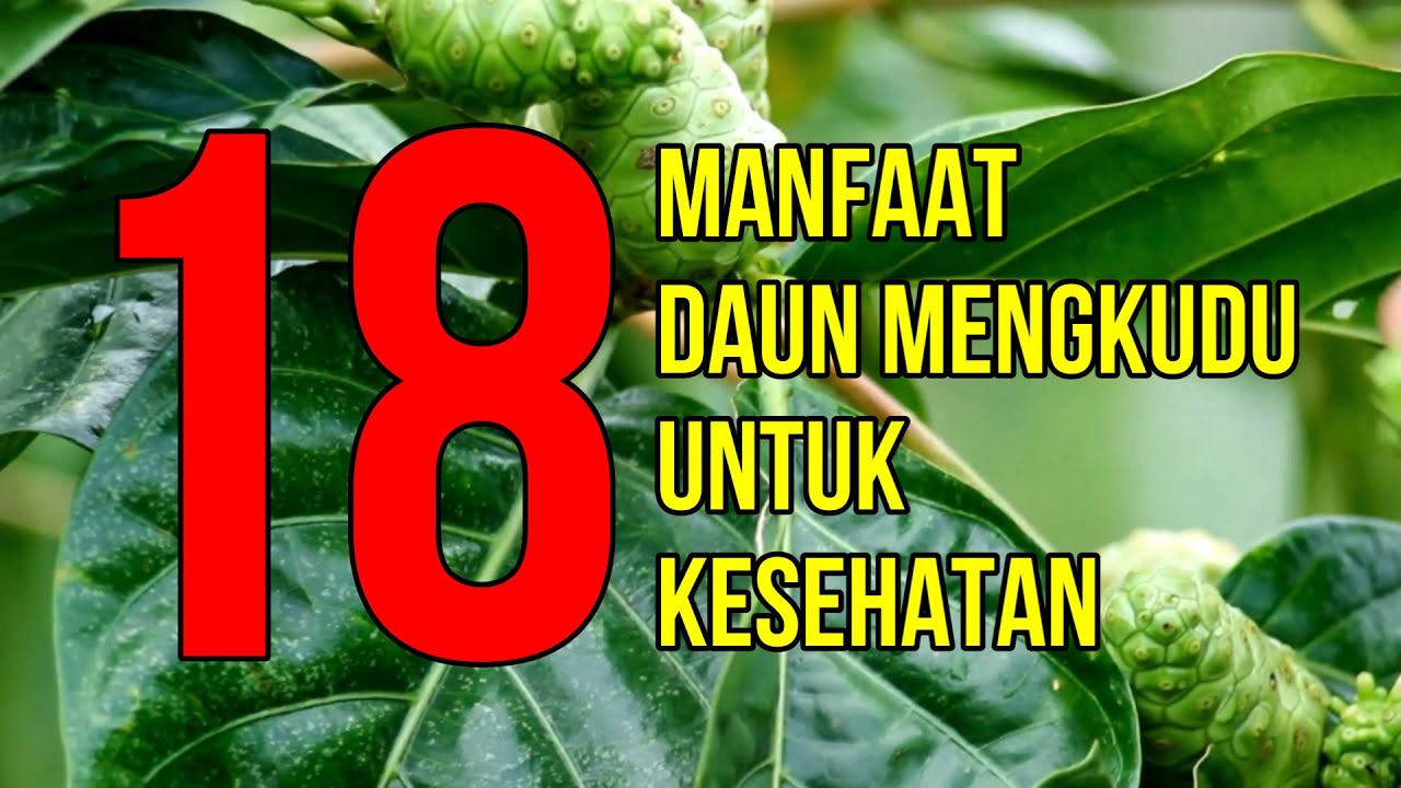 Masya Allah, Inilah 18 Manfaat Daun Mengkudu Untuk Kesehatan