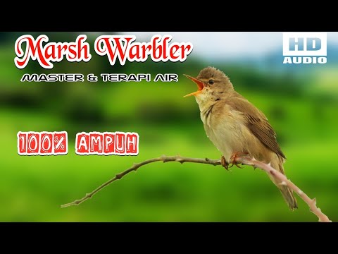 🔴GILA ⁉️ - MASTERAN KACER GACOR FULL ISIAN MEWAH !! - Suara Burung Kacer yang cocok untuk Latihan ‼️