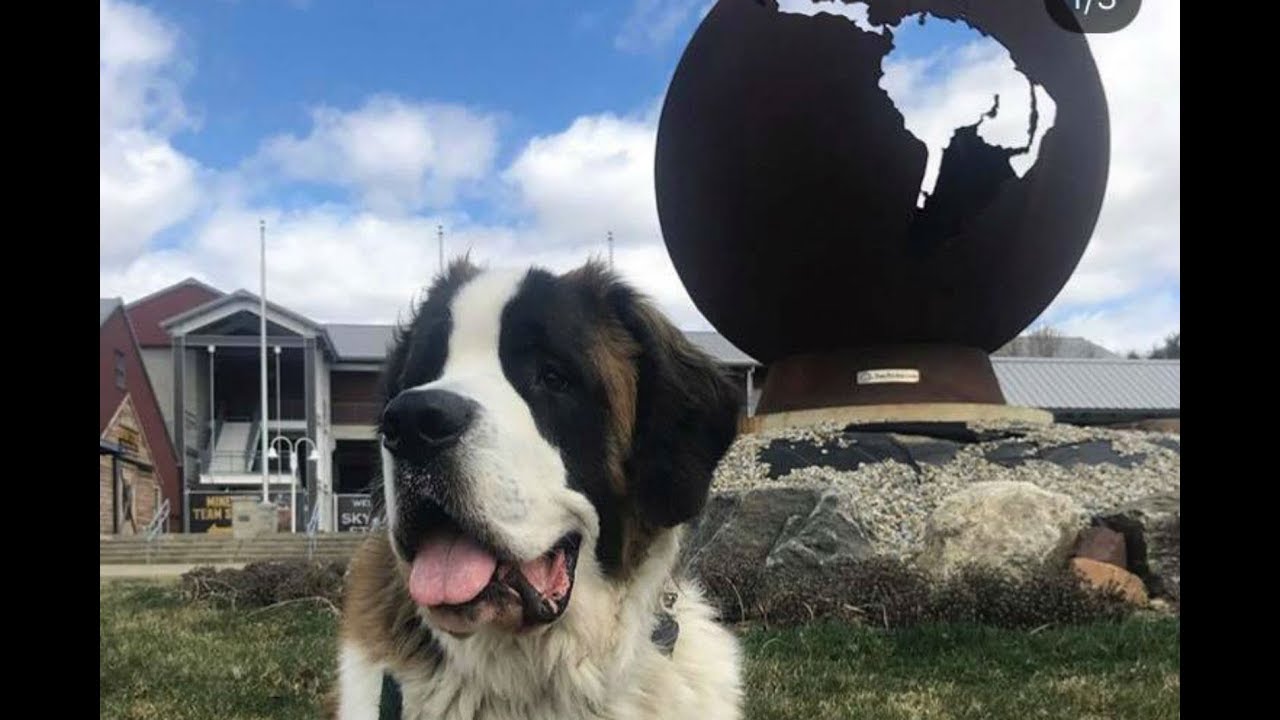 jersey shore family vacation Parents give dog with cancer the ultimate bucket list