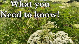 Growing Elderberry! What you need to know!