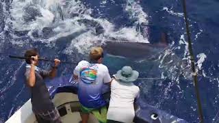 Marlin On Maq Sonar