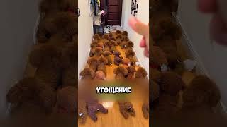 Хозяин Потерял Свою Собаку Среди Игрушек 🥹