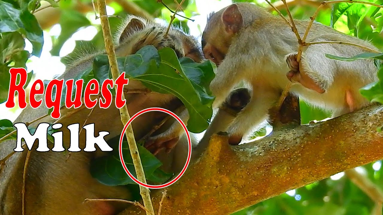 Tiny girl Alba Request milk mom Anna!