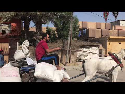 حنش ابو العتيك 