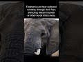 Elephants can hear subsonic rumbles through their feet, detecting other herds miles away