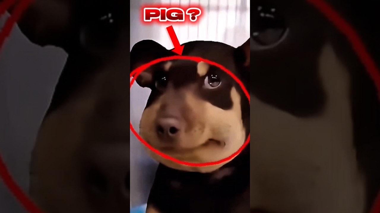 This Dog Got Stung by Bees and Said “Oink” 😭🐝🐶 