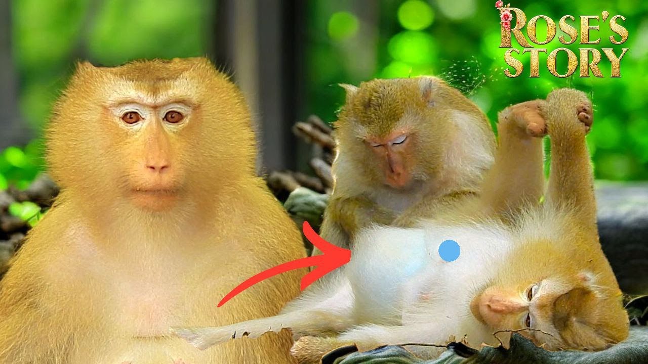 Pregnant Mom Rose’s Emotional Journey — Is Her New Baby Arriving Soon