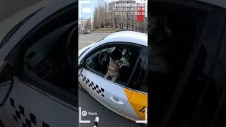 Часть 9. Полиция (ДПС) остановила автомобиль ТАКСИ: за рулём кот, рядом собака, а в багажнике РЫБА!