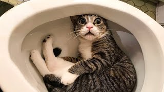 FUNNY CATS VIDEO 2024 😂 Funniest CAT 06 😺