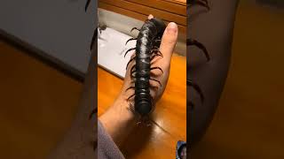 #animals #beforeandafter #pets #beforandafter #reptiles #beforevsnow #frog #cute #beek #funny