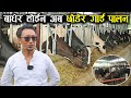 बाधेर होईन अब खुल्ला छोडेर गाई पालन ! Cow farming/rearing in Nepal | Modern cow farm | Inspirational