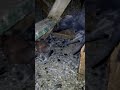 افشت البرى اون جميل ههه افشت البرى اون جميل ههه