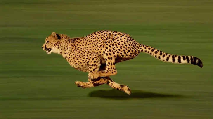 10 Dangerous Animals and Creatures You Should Run Away From😯