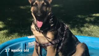 German Shepherd Growth Time-lapse