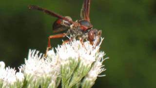 8212010.wmv
