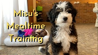 11 Week Old Mini Bernedoodle Puppy's Training During Mealtime