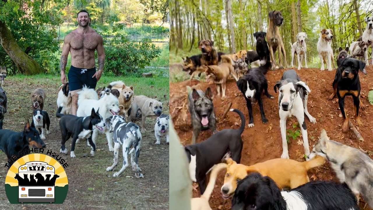 30 minutes of pack walks at the Asher House Sanctuary The Asher House