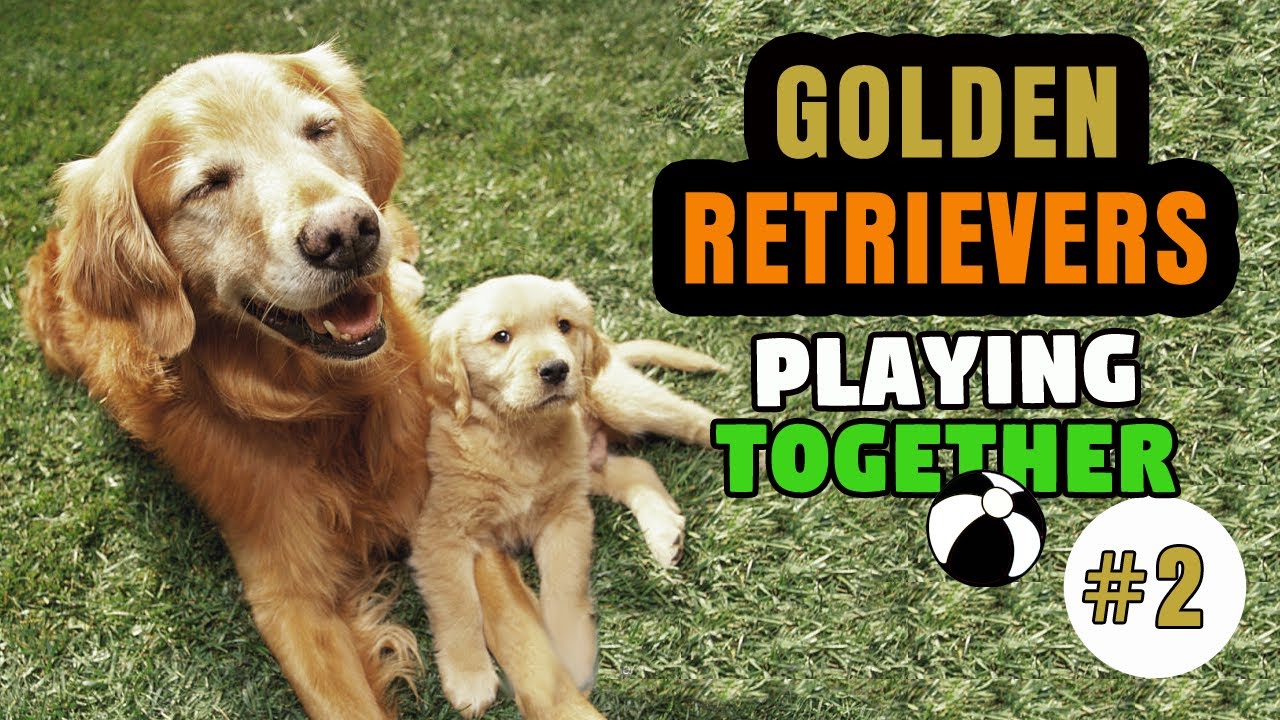 Golden Retrievers Playing Together - COMPILATION #2 - YouTube