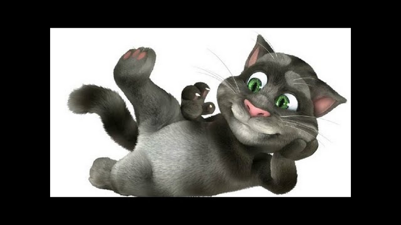 Кот моет машину