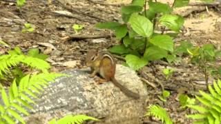 Chipmunk eating beetle  http://www.geochembio.com/