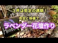 【ガーデニングを楽しもう！】３月はラバンディン系ラベンダーの剪定適期。庭のラベンダーを移植してオシャレなラベンダー花壇を作ります。#ガーデニング