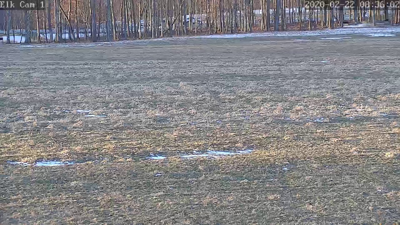 PA Elk Camera 1 YouTube