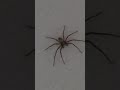 Animals Beetle Insects Spider no sound #animals #animal #animalshorts #insects #insect
