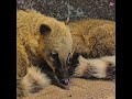 This Animal Looks Cute… But It’s Extremely Clever #animals