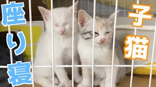 The kittens that fall asleep while sitting up are too cute. by 捨て猫姉弟ハナとユキ 13,723 views 1 year ago 5 minutes, 28 seconds