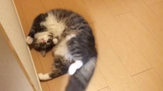 覗き見された猫 ノルウェージャンフォレストキャットI peeped at the cat. Norwegian Forest cat.