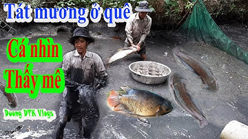 Tát mương bắt cá mỏi tay chưa hết | Một Góc Miền Tây vlogs-Slapping fish ditches