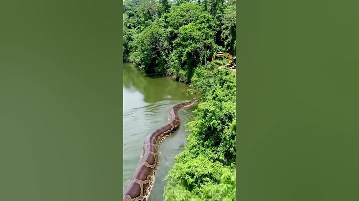 Anaconda 🐍 #snake #wildlife #python #anaconda #crocodile #giant #snakevideo #amazon #giantanimal