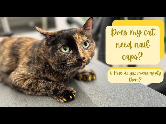 Walk in Service (Walk in Cat Claw Caps for Cats)