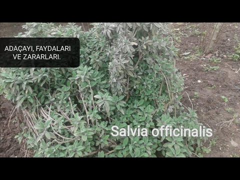 Video: Klari Adaçayı