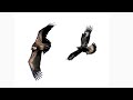 AGUILA REAL ATACANDO A BUITRES. 4K 🦅 Videos de naturaleza cortos🎥 SONY A1 + SONY 200 600 + TC X1,4