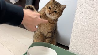 猫が詐欺行為を行っていたので注意しようとしたら蹴られまくった…