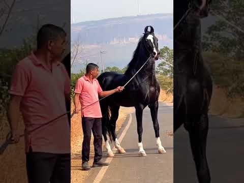 Vídeo: Cavalo velho