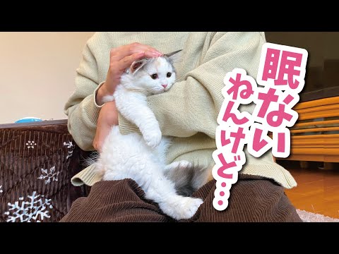 妖怪猫ねかせが現れて焦りまくる子猫【おしゃべりする猫】