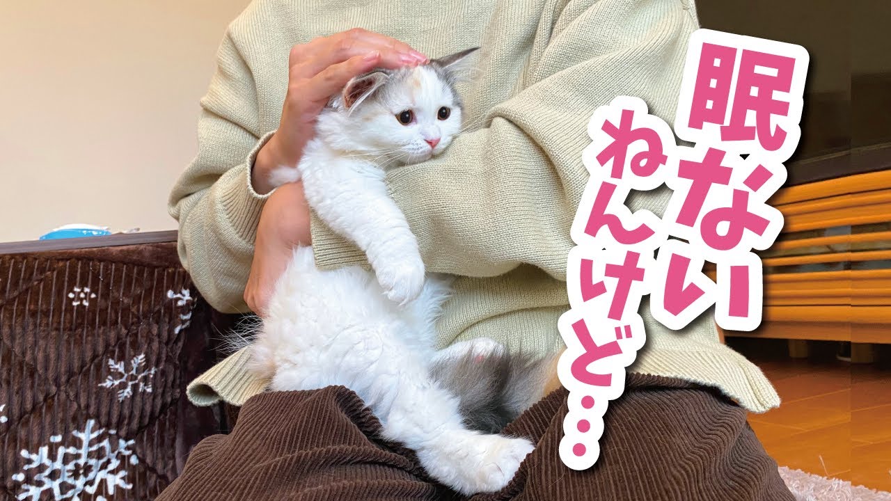 A kitten gets very anxious when the monster Nekase appears