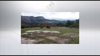 Els agents rurals van rescatar un aligot que accidentalment havia quedat atrapat al Berguedà